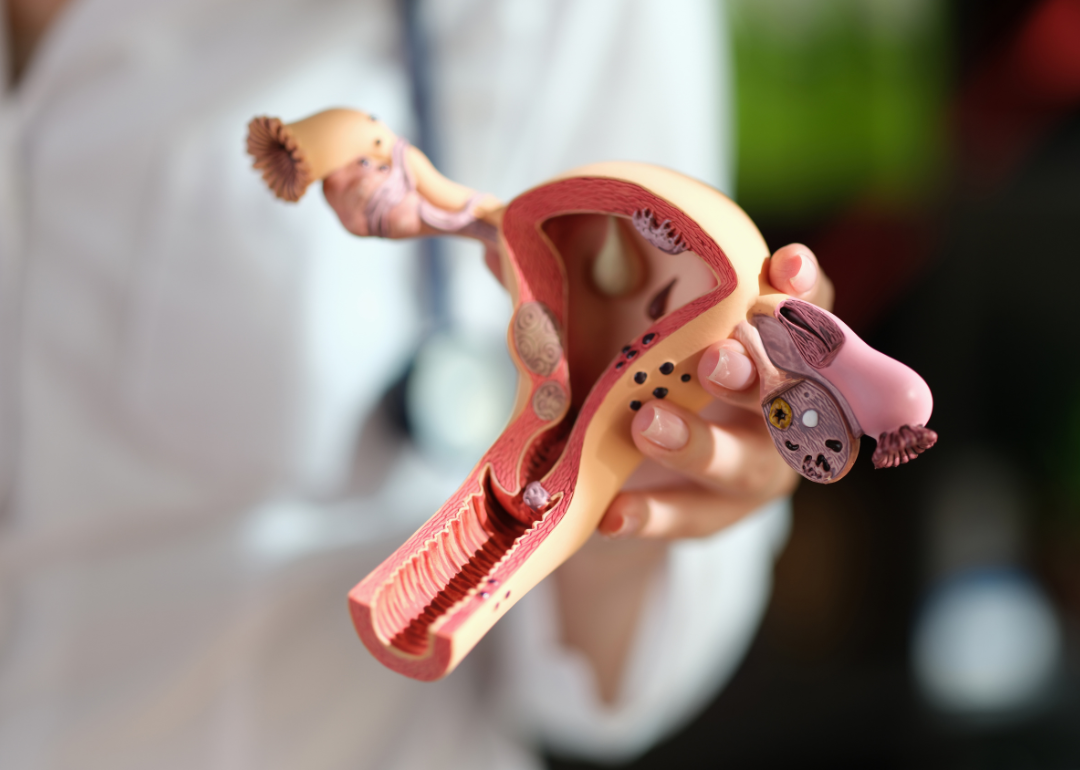 A diagram of the reproductive system.