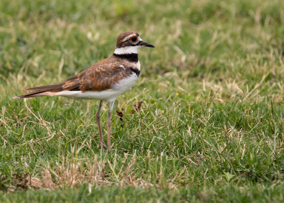 A killdeer standing in grass.
