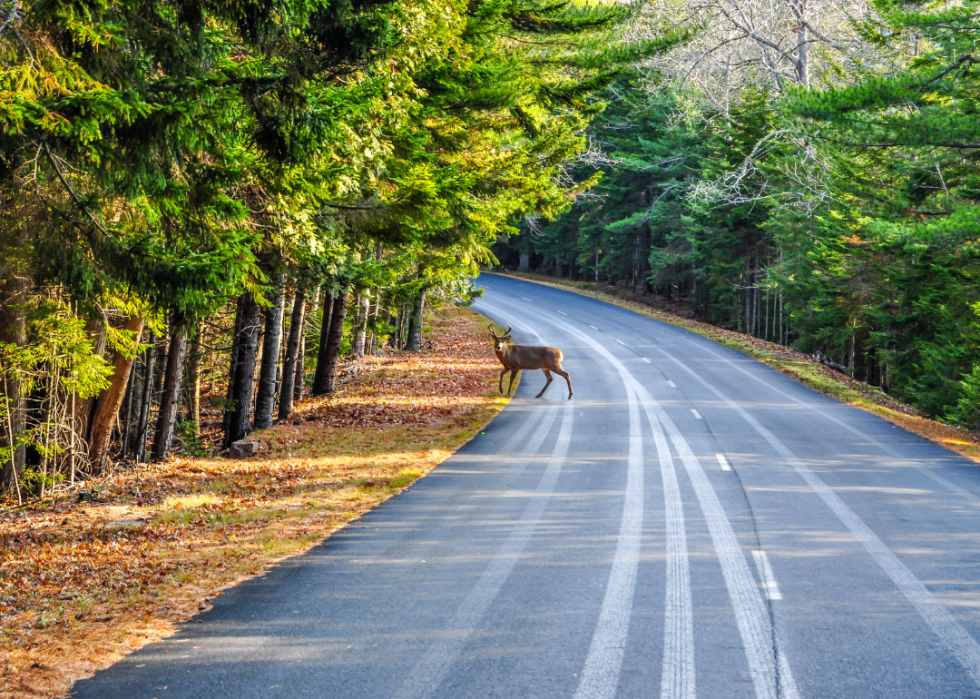 A deer crossing a road in Arcadia National Park.
