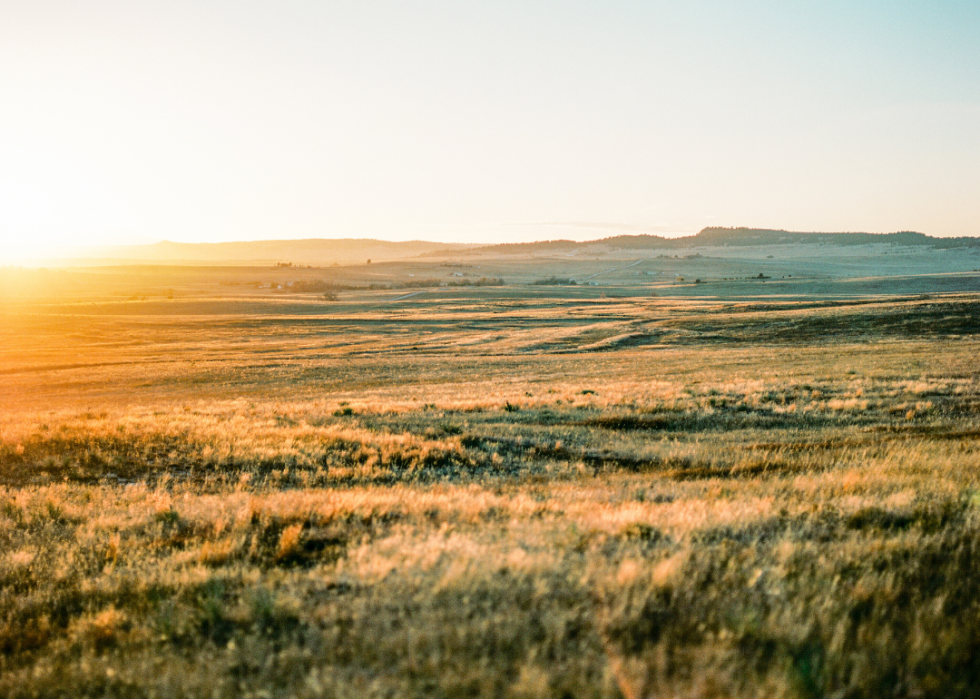 A grassy landscape. 