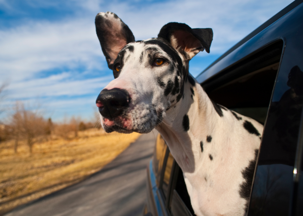 A Great Dane poking its head out a car window