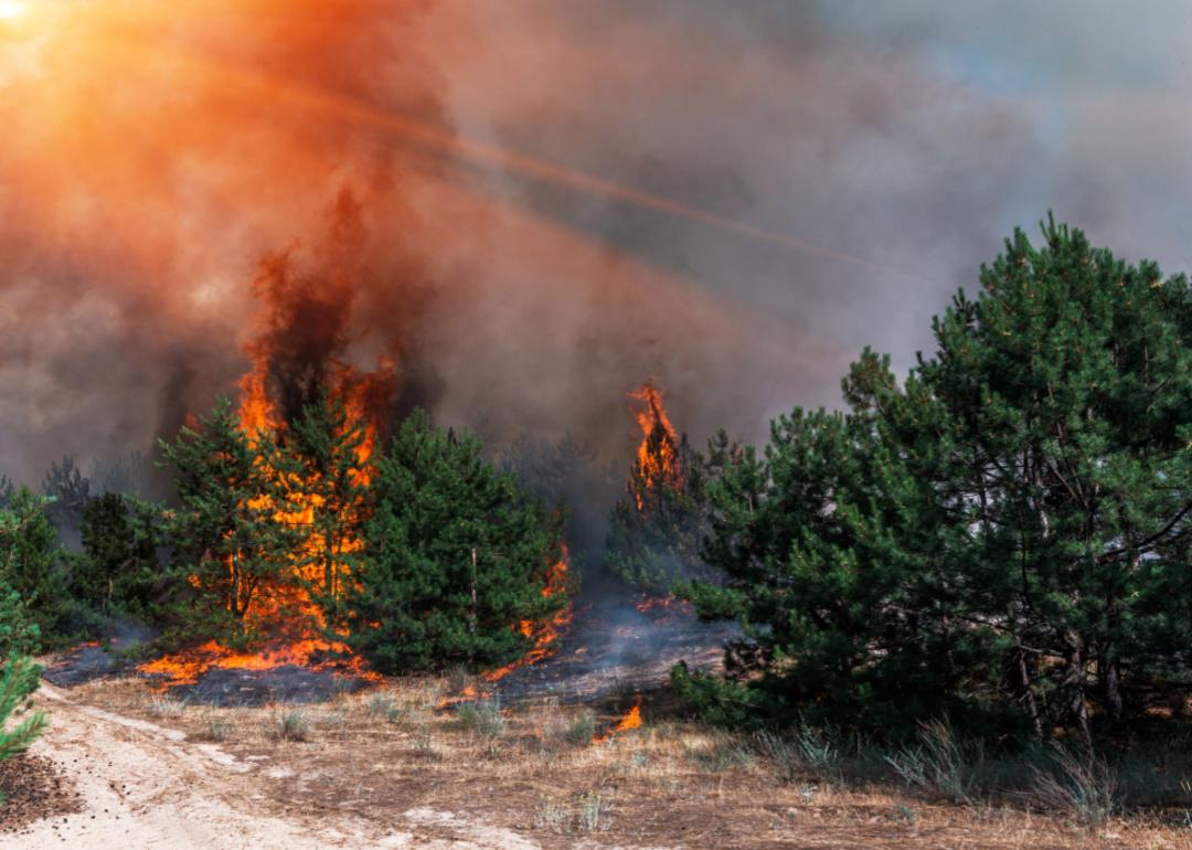 A pine forest burns by the edge of a dirt road