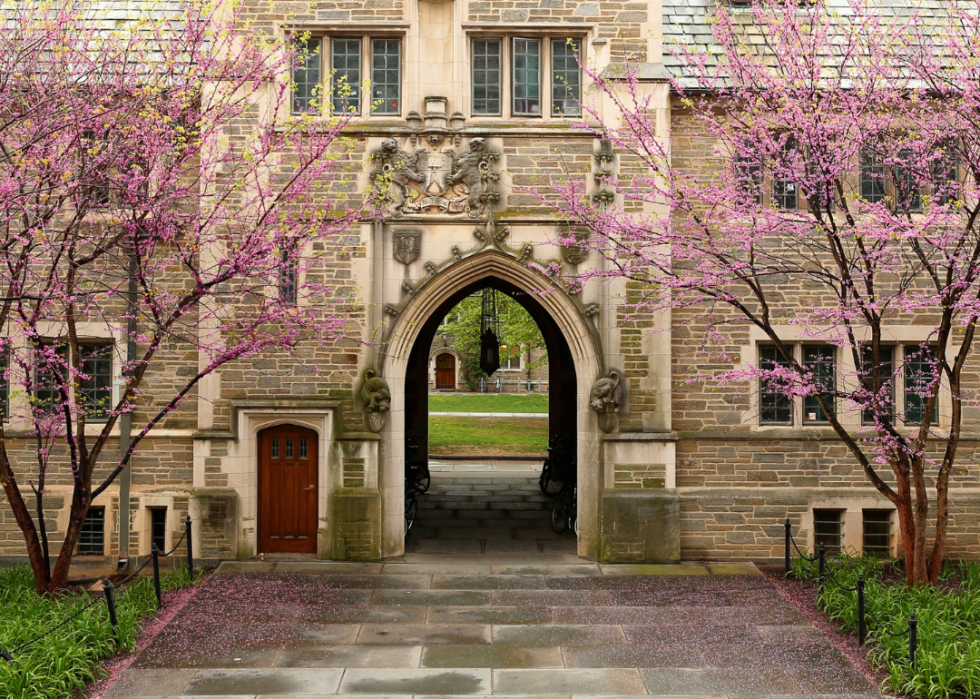 Purple blooming trees in front of Princeton.