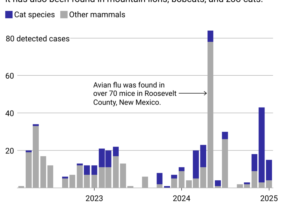 Column chart showing reports of bird flu increasing in cats. Domestic cats account for most detected feline avian flu cases, but it has also been found in mountain lions, bobcats, and zoo cats.