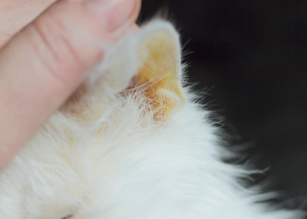 Close-up of a cat's ear during vet exam.