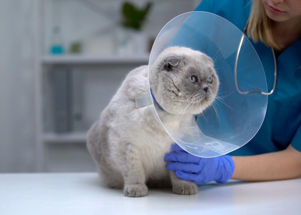 Cat wearing a cone collar during vet inspection.