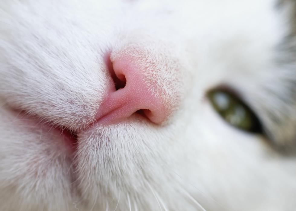 Close-up of a cat's nose.