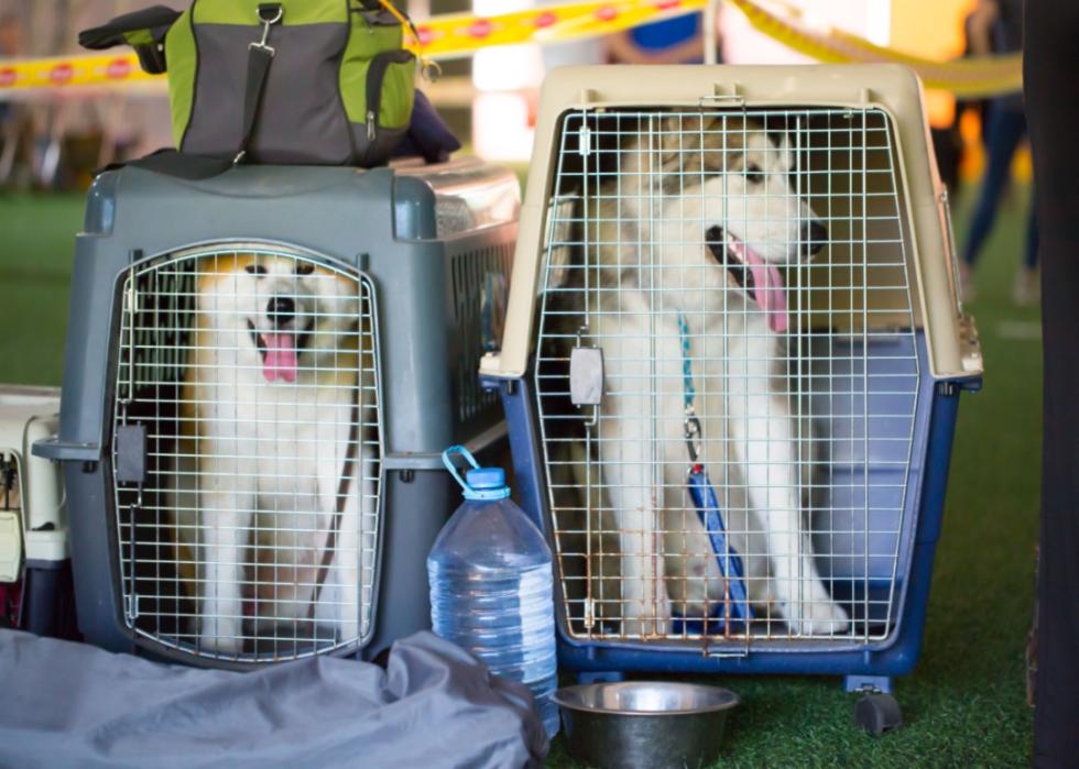 A shiba inu and a husky in individual crates.