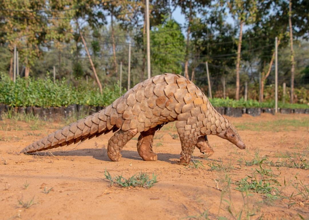 A pangolin walking.