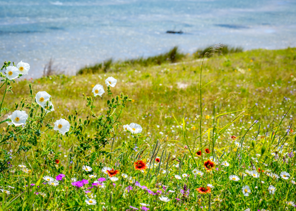 Close up of flowers near a beach.