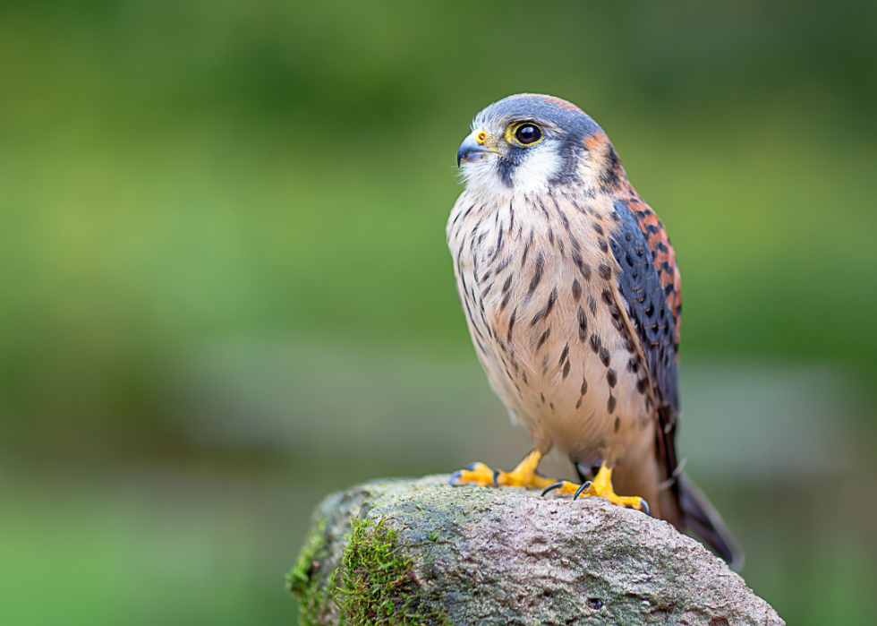 A small bird with blue and red on its back.