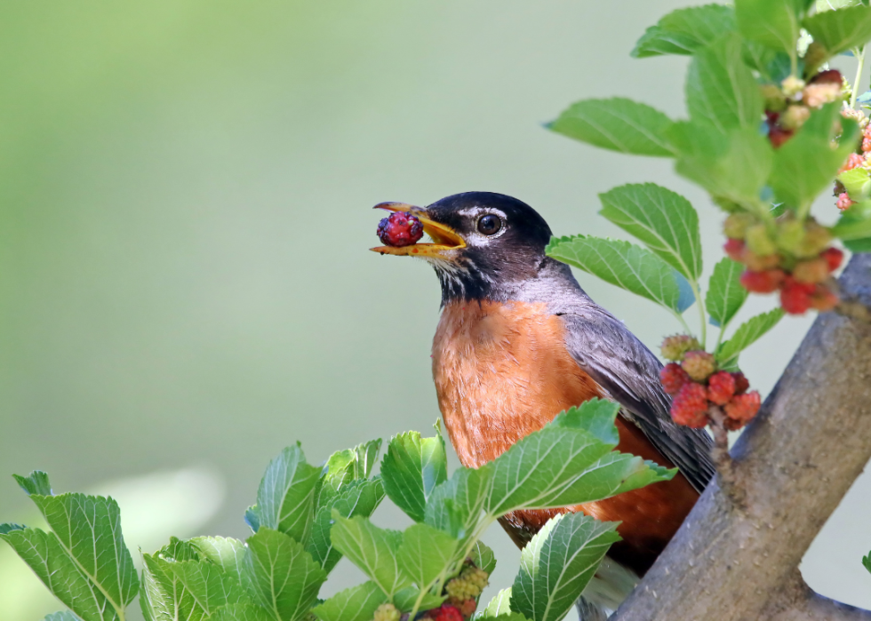 A small brown and black bird with a berry in its mouth.