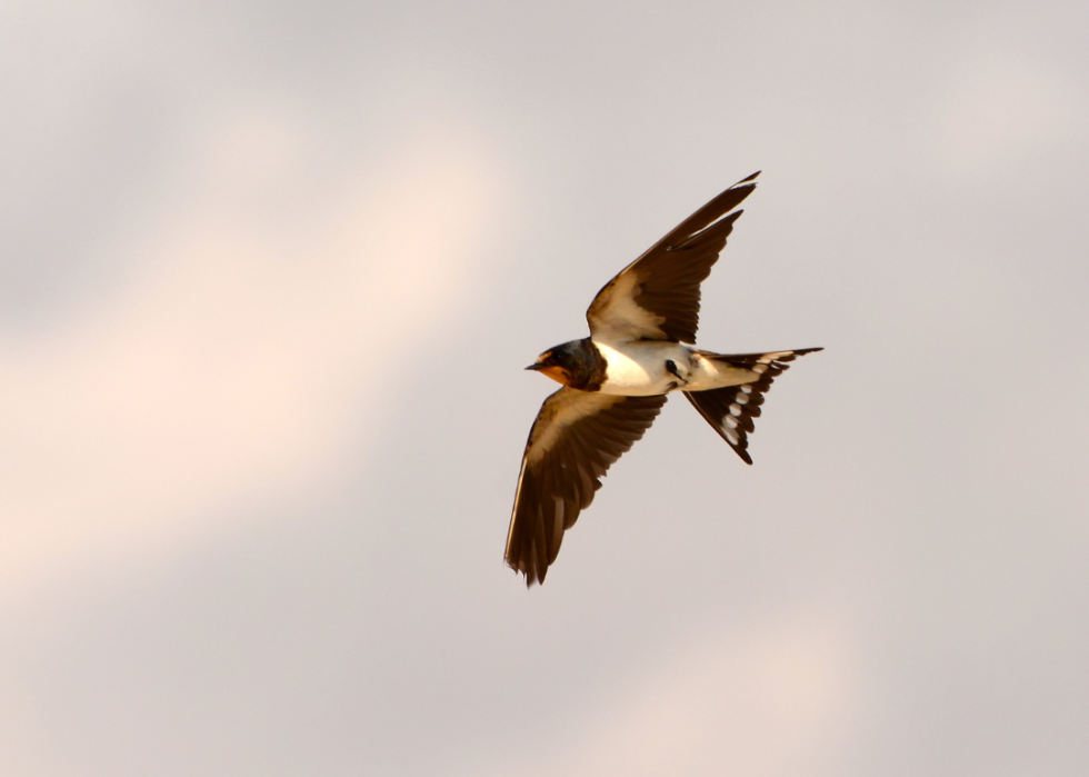 A black and white bird flying.
