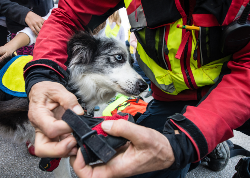 A person putting shoes on a dog.