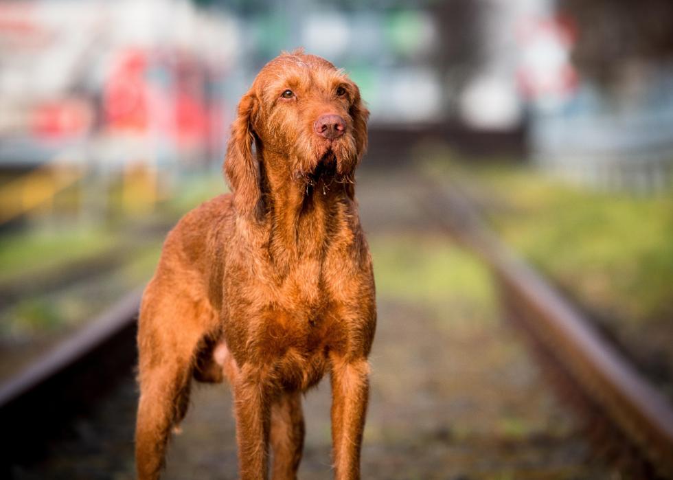 Standing Wirehaired vizsla against blurred background.