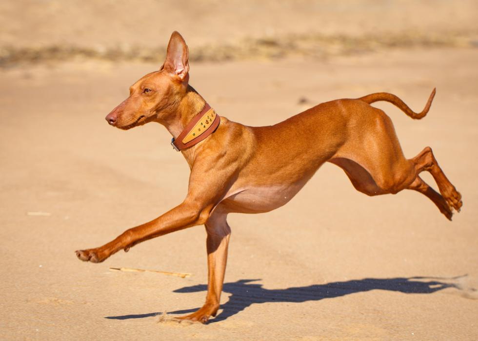 Cirneco dell’Etna running on beach.