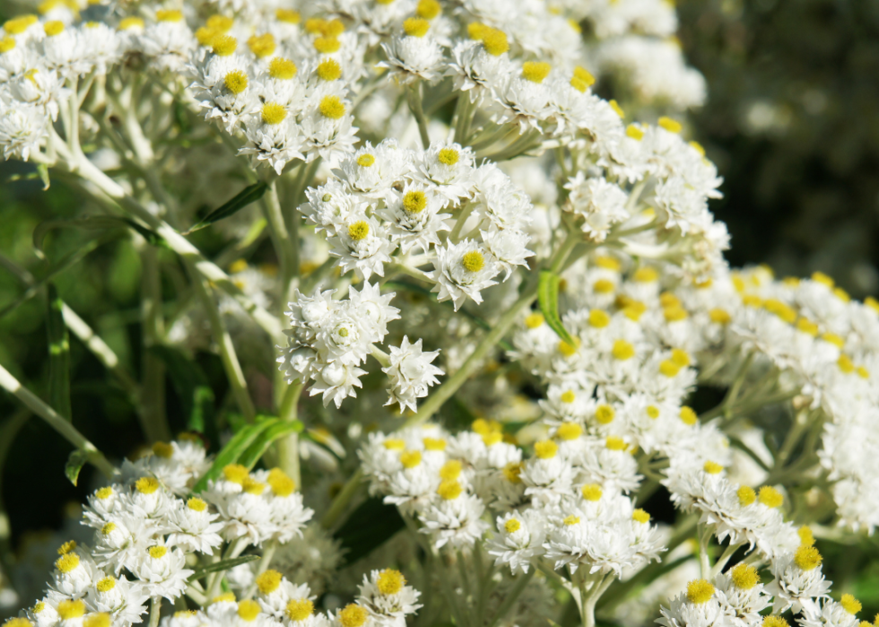 White flowers with yellow centers.