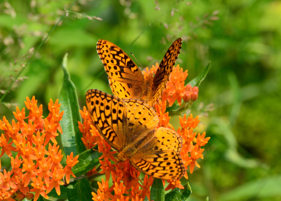 Two orange butterflies on an orange milkweed flower.