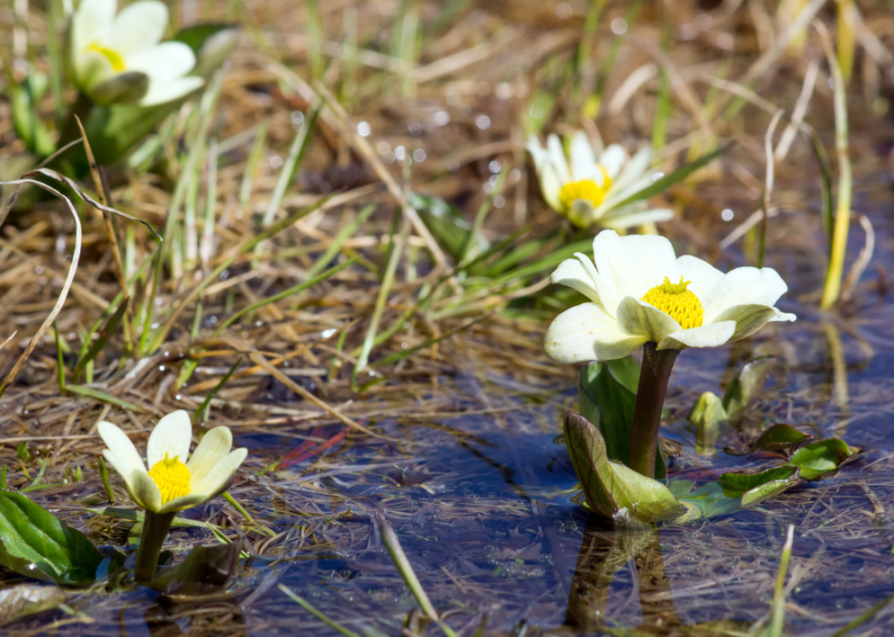 Large white flowers with yellow centers in the marsh.