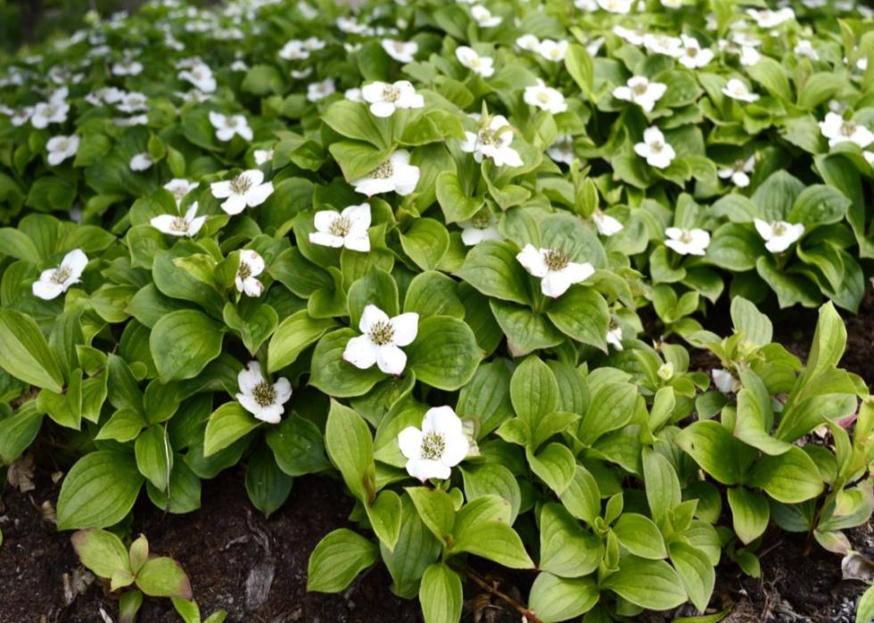 A low green plant blooming with white flowers.