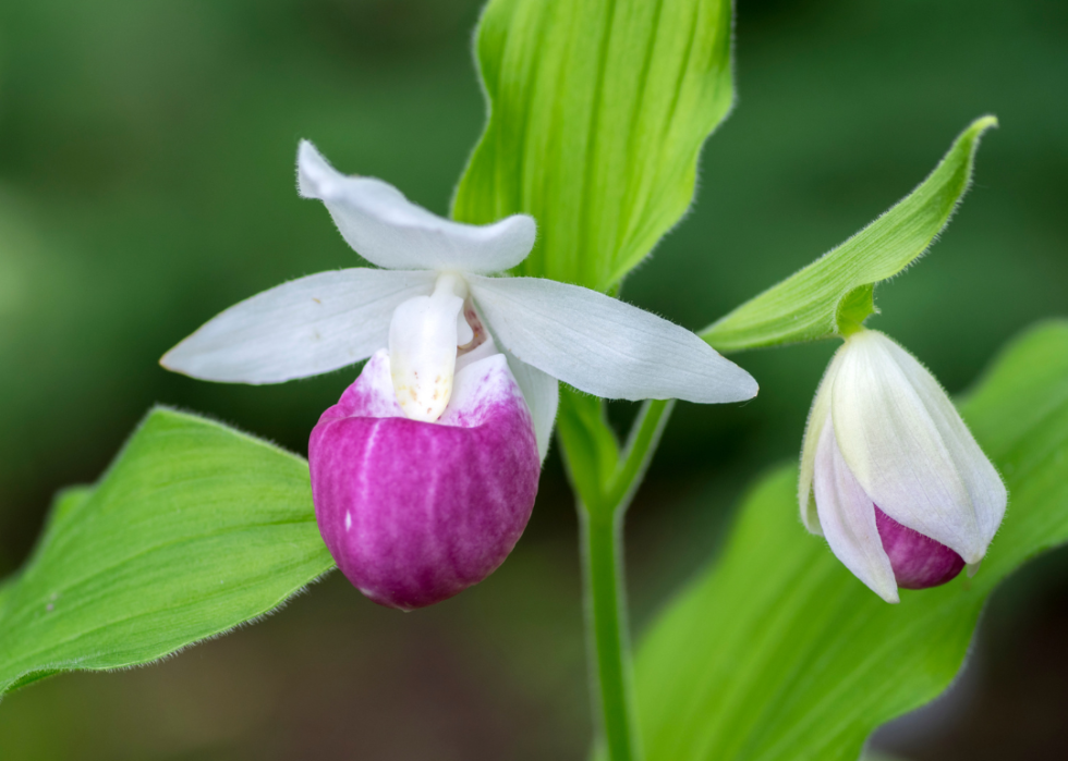 Pink and white orchid flowers.