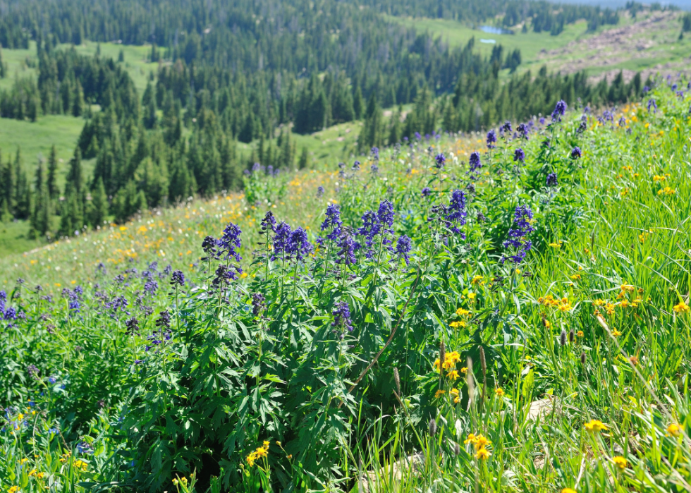 Dark purple flowers growing on a green mountainside.