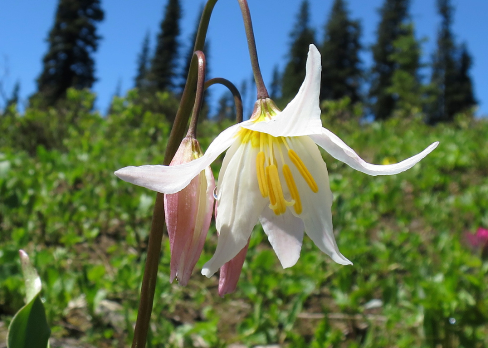 Large white star-shaped flowers with yellow centers.