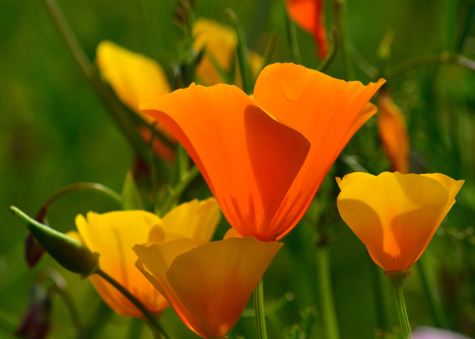 Shades of orange funnel-shaped blooms.