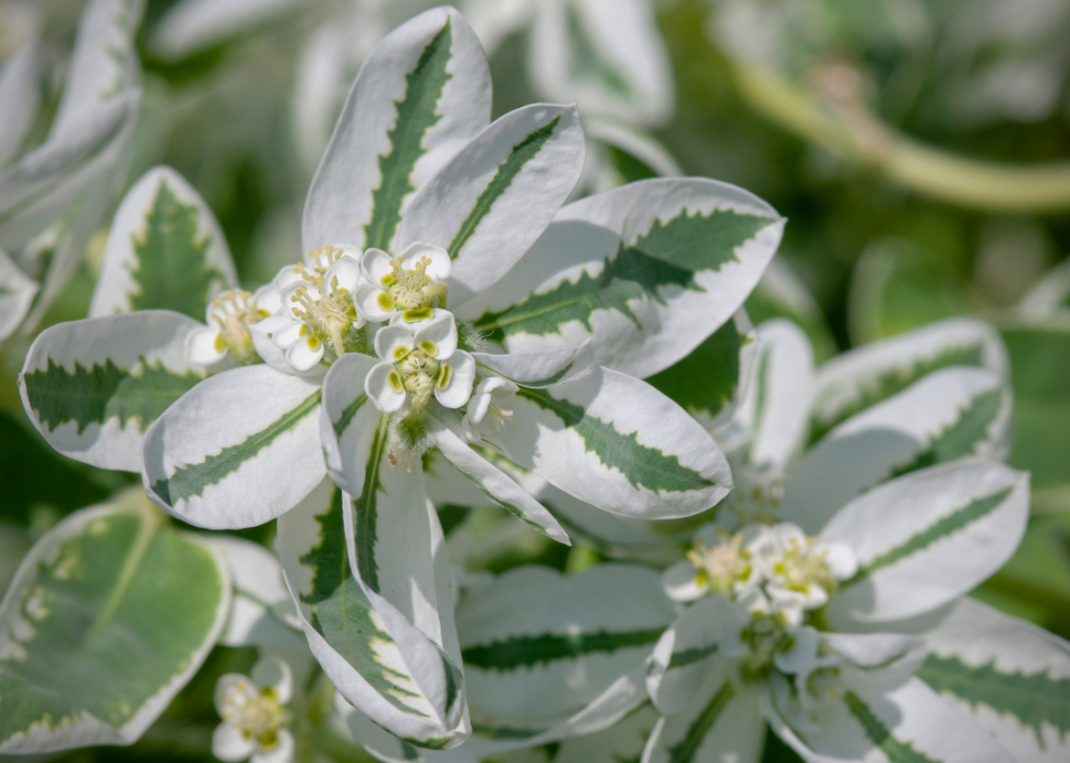 White and green leaves blooming.