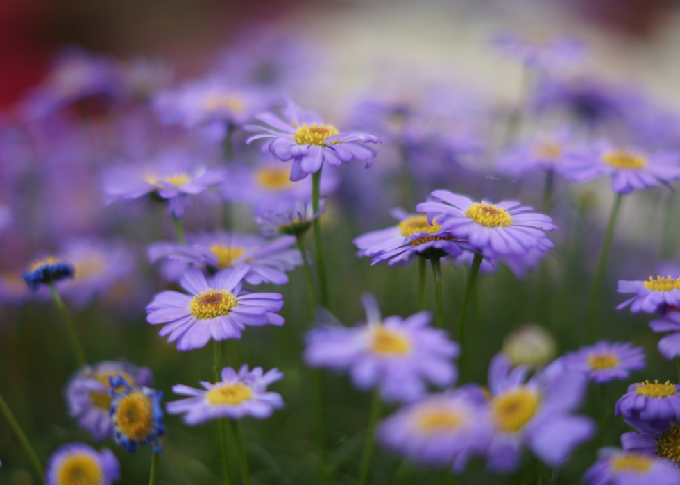 Light purple flowers with yellow centers.