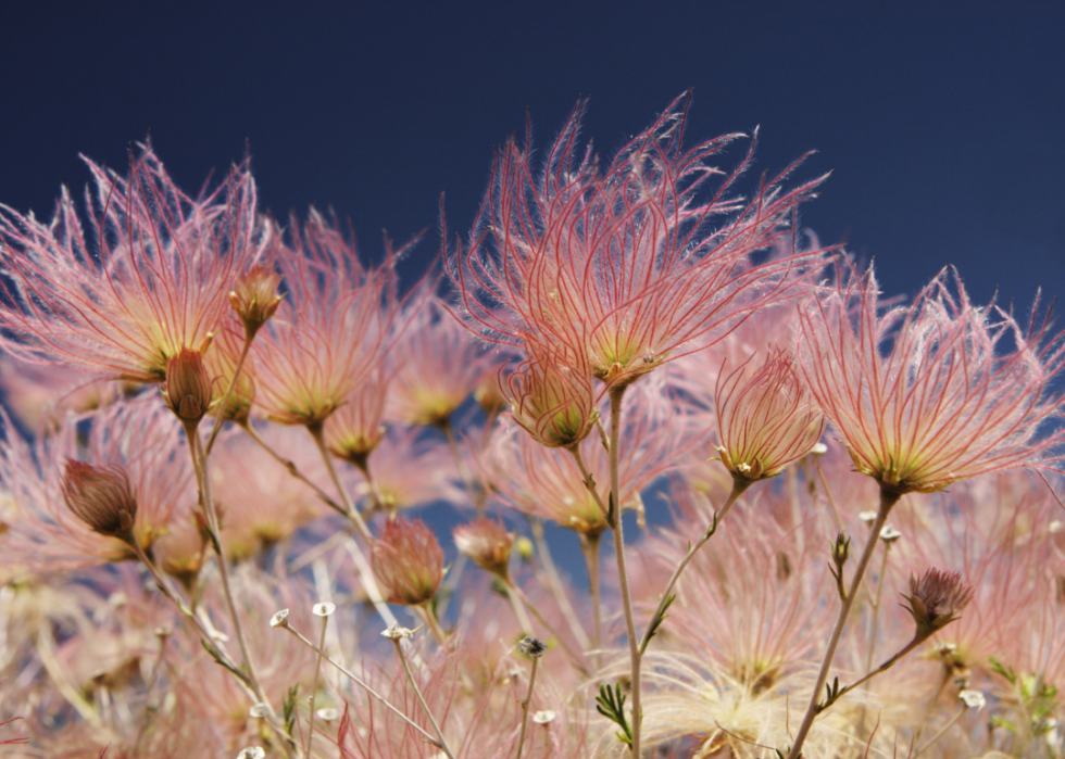 Pale pink wispy flowers against a dark blue sky.