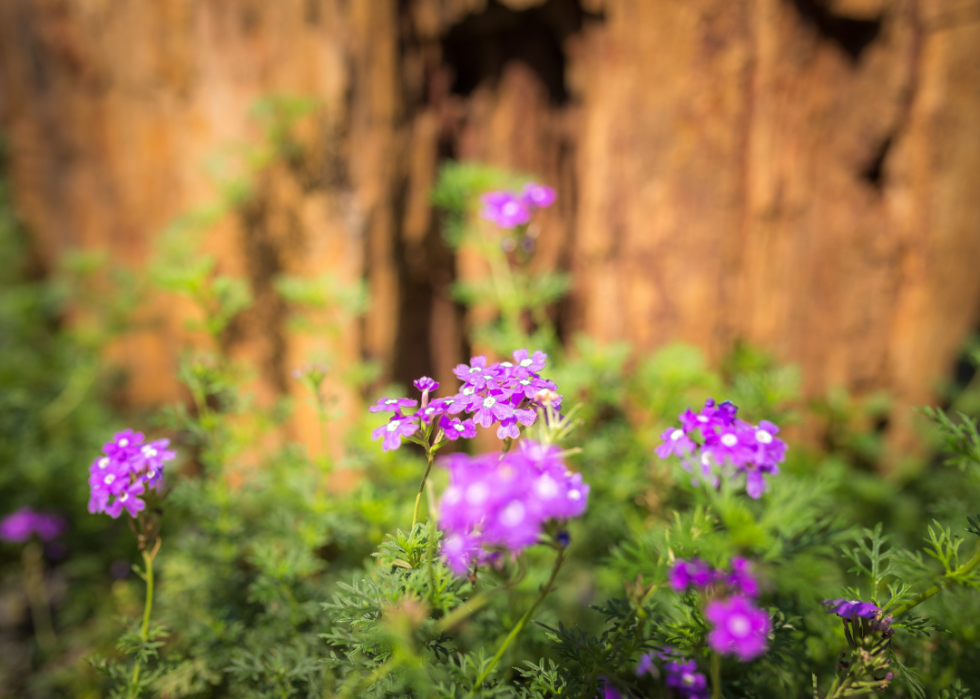 Light purple flowers.