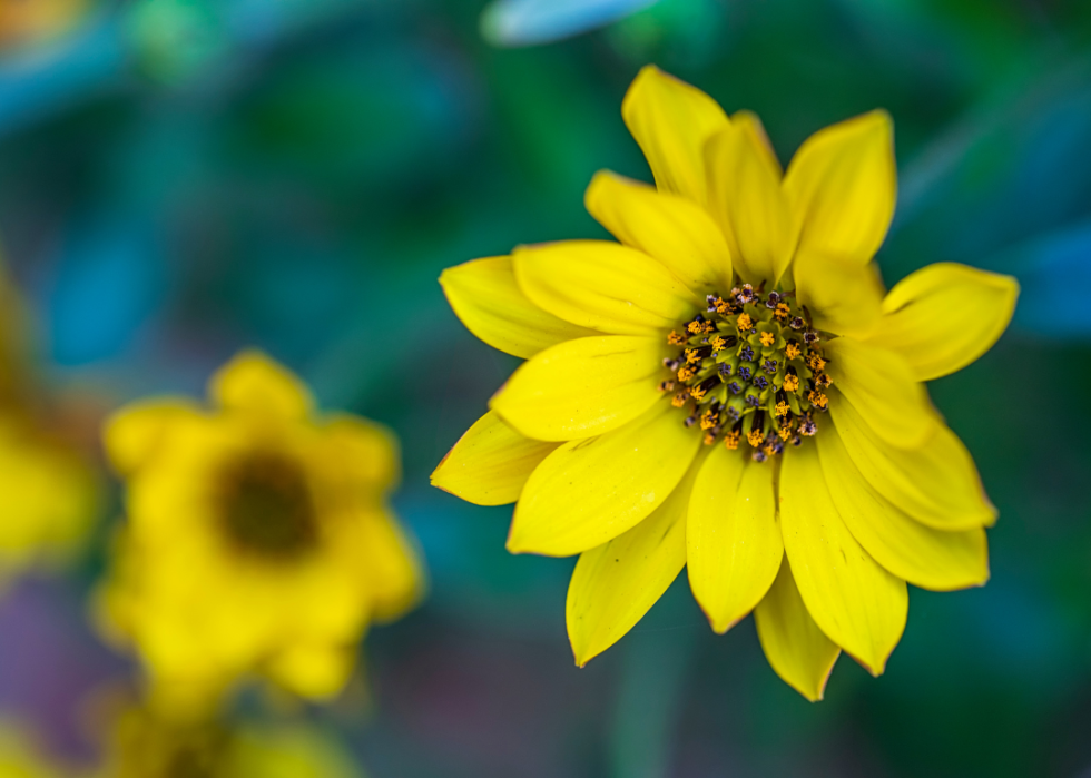Yellow Maximilian Sunflower with dark orange center.