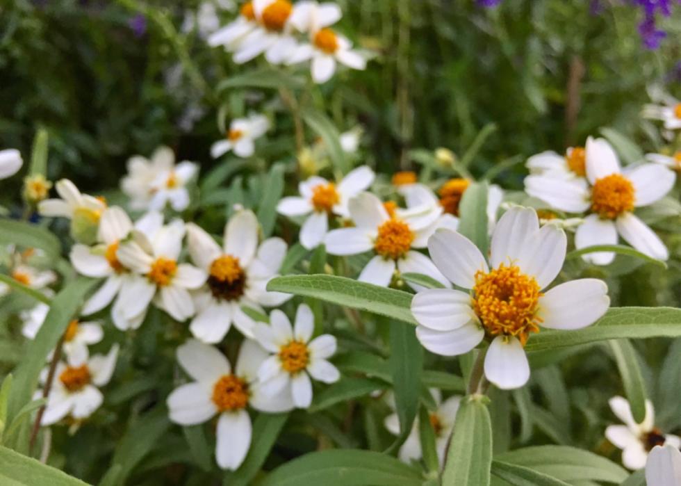 White daisies with orange centers.