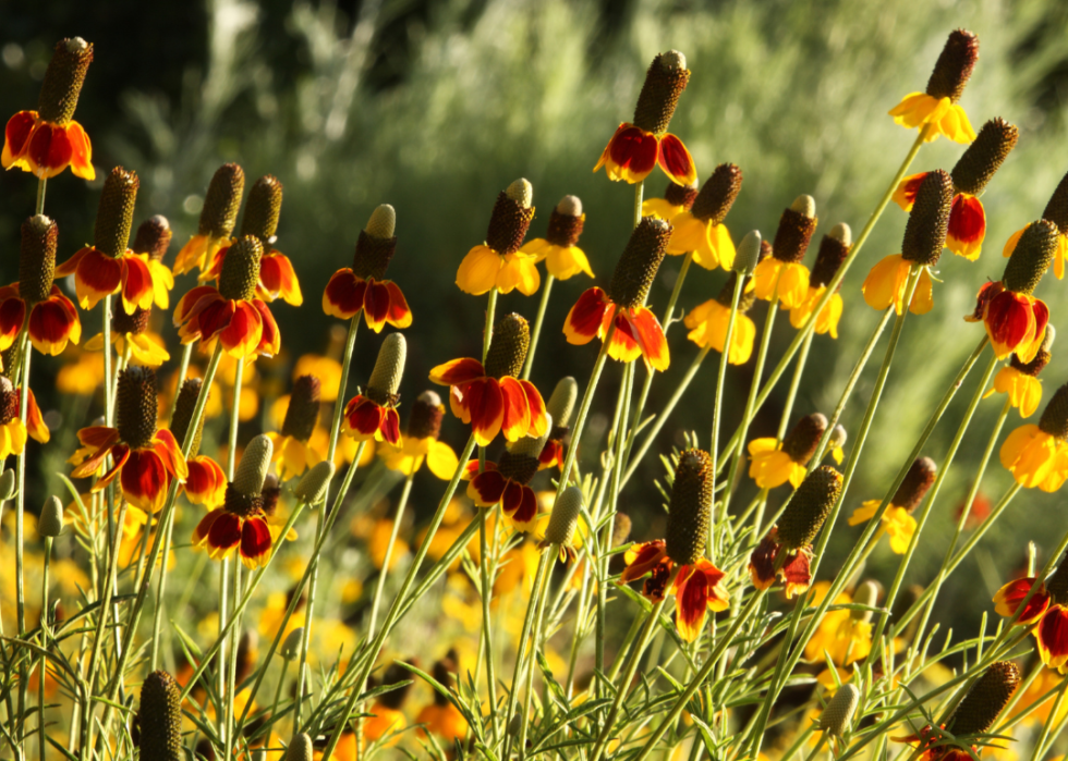 Orange and yellow coneflowers.