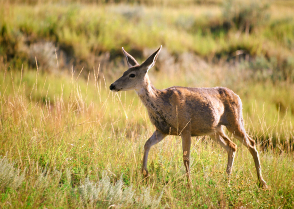 Small deer walking in tall grass.