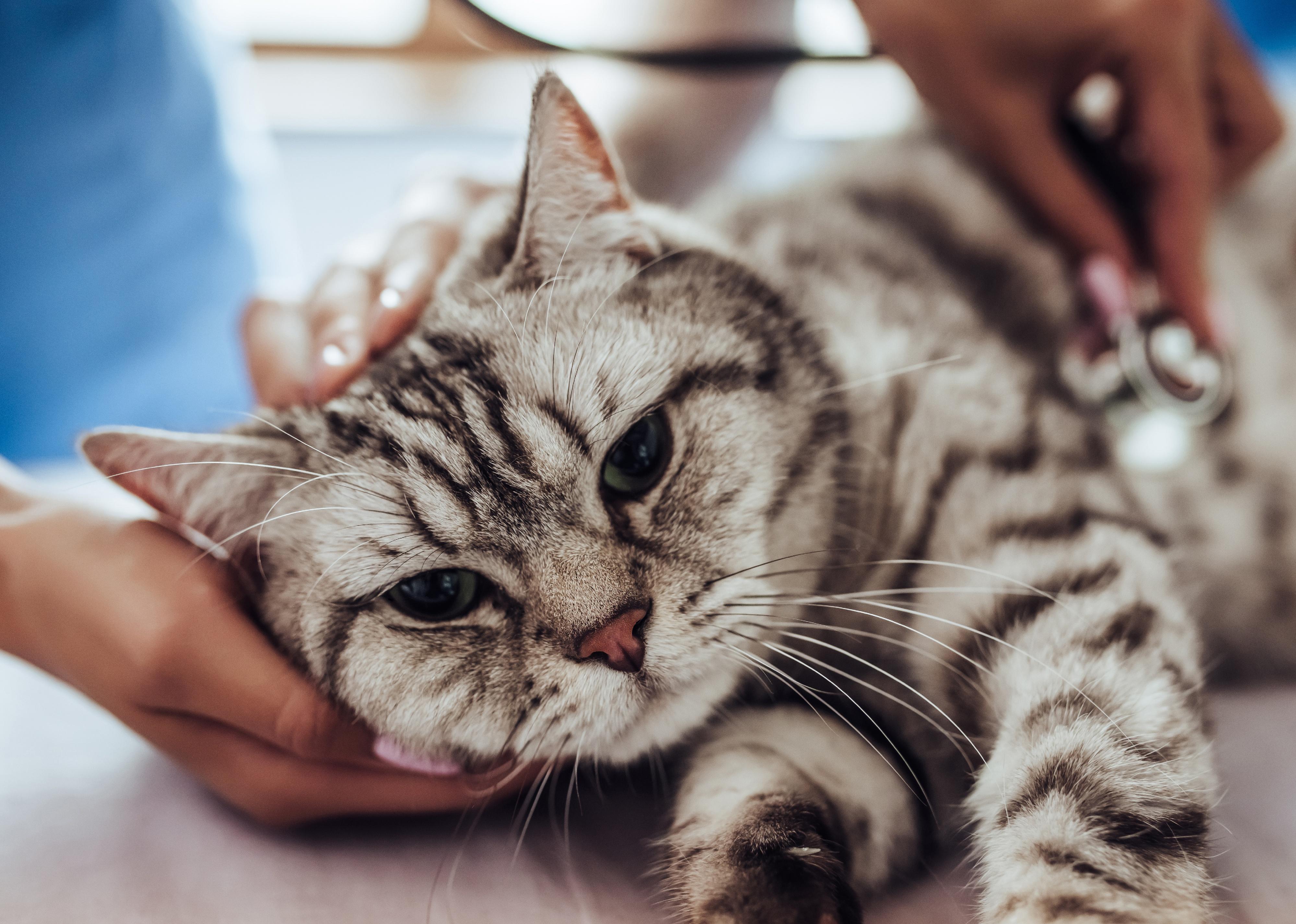 A black and gray cat being looked at by a vet.