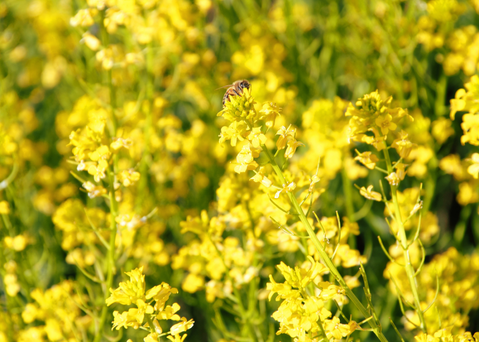 Bee pollinating Dalmatian Toadflax.