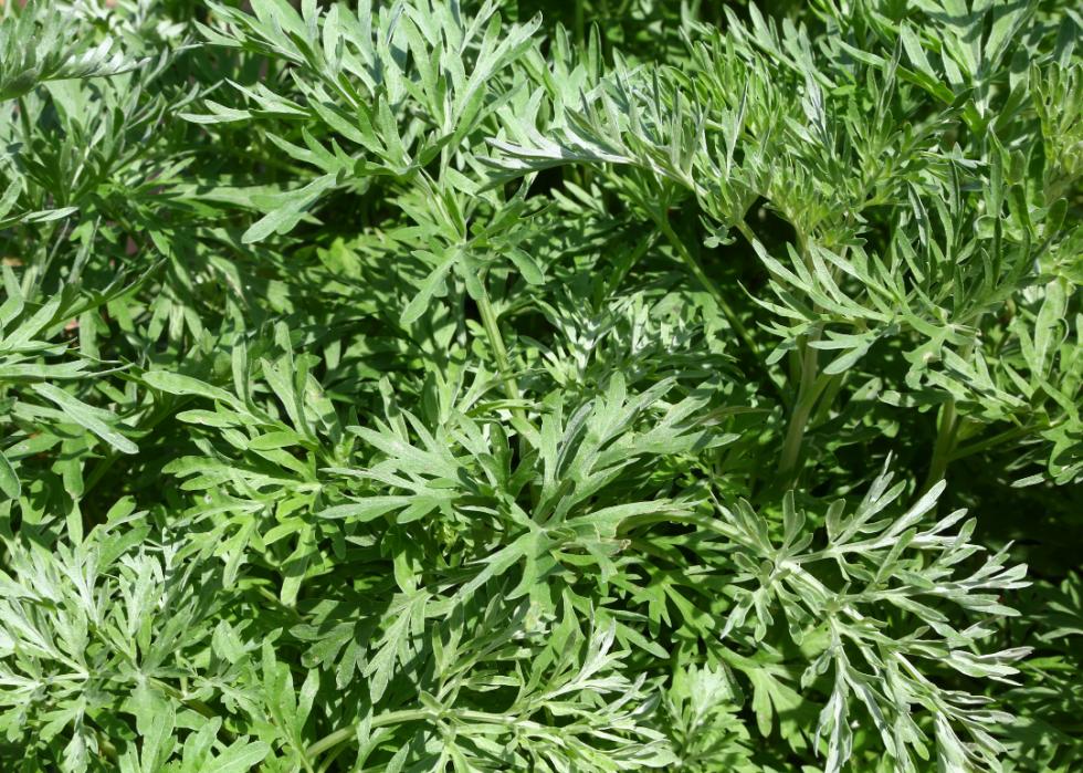 Lush absinthe wormwood.