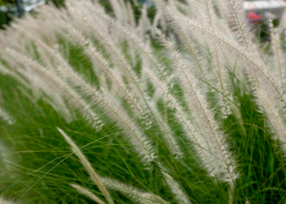 Cogongrass blowing in the wind.