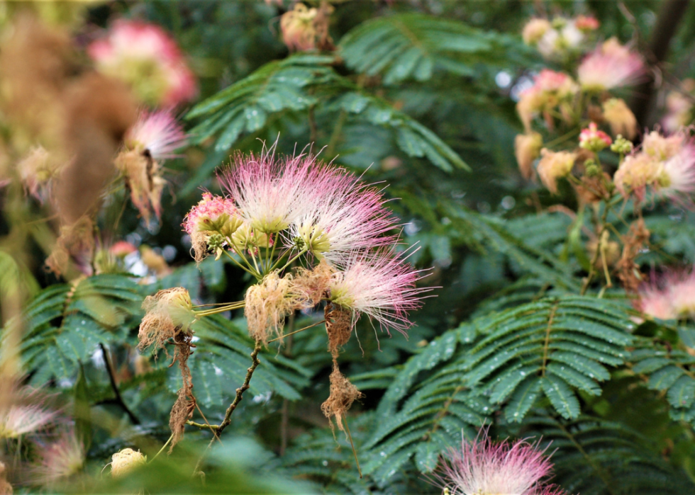 Mimosa tree blooms.