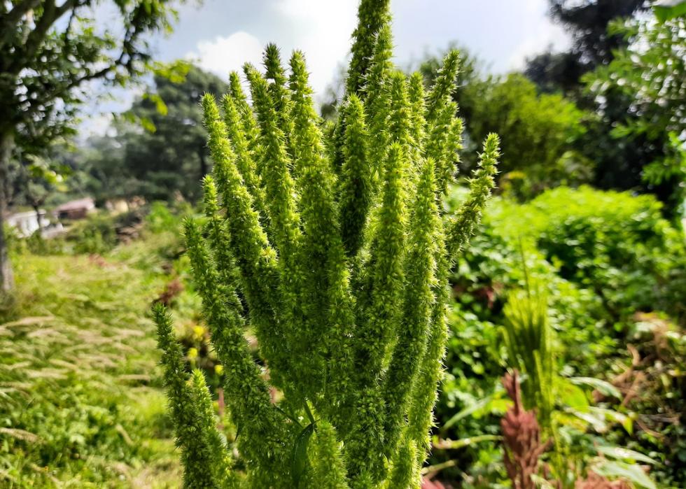 Tall green Palmer amaranth.