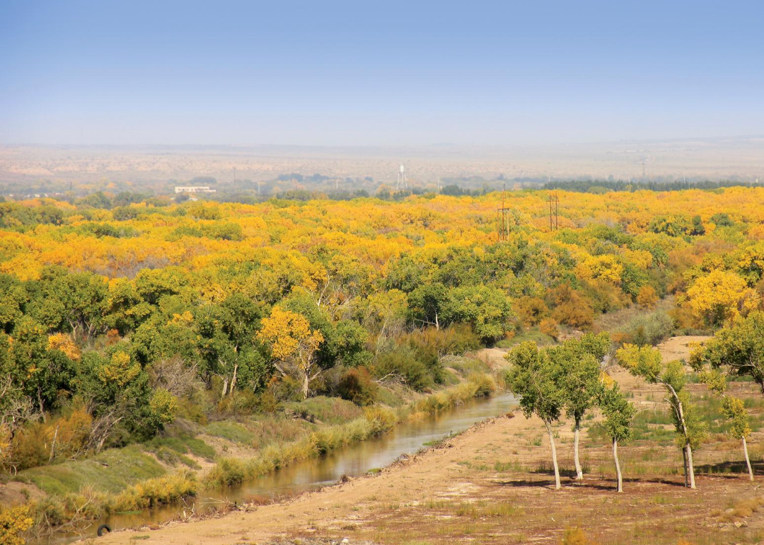 Aerial view with fall yellow trees.