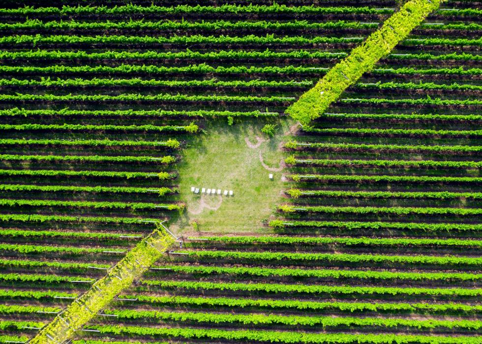 Aerial view of Fladie Vineyard in southern Sweden.