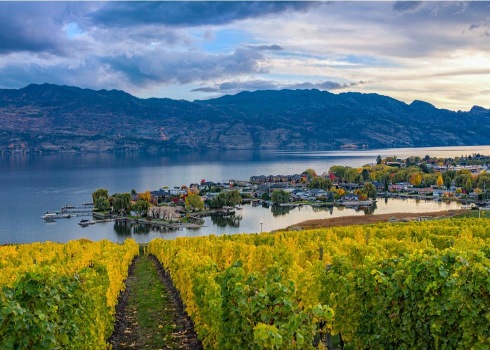 Vineyard overlooking Okanagan Lake, Canada in the fall.