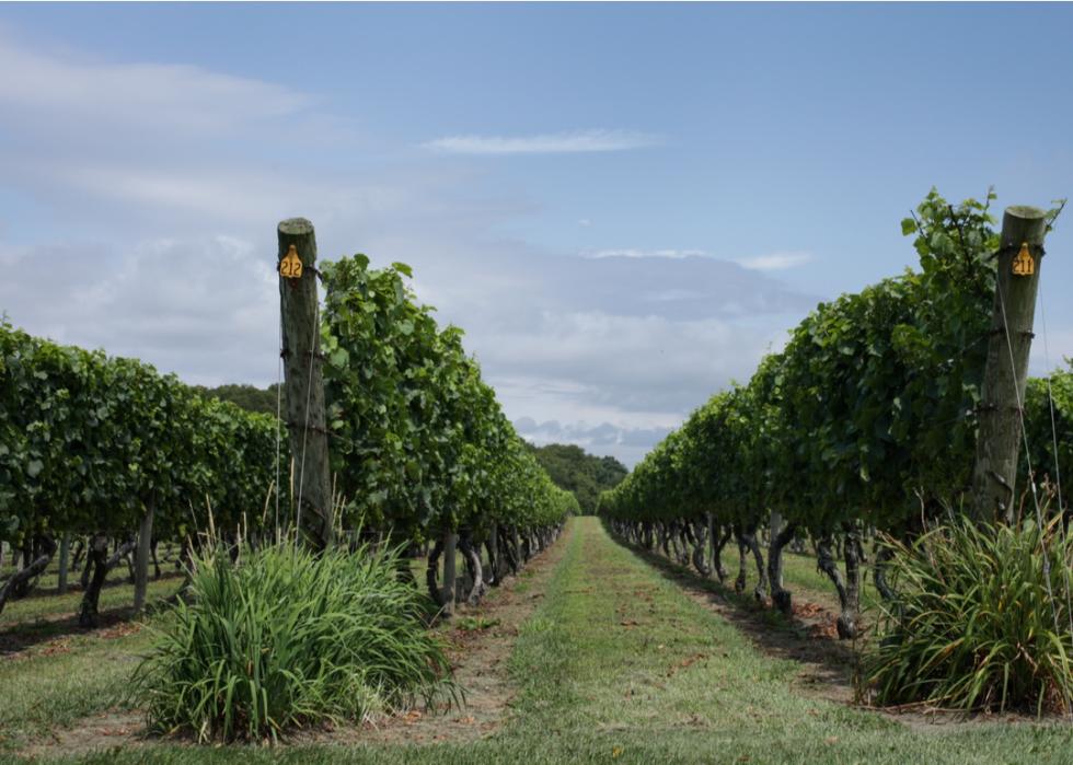 Green grapevines growing in Rhode Island.