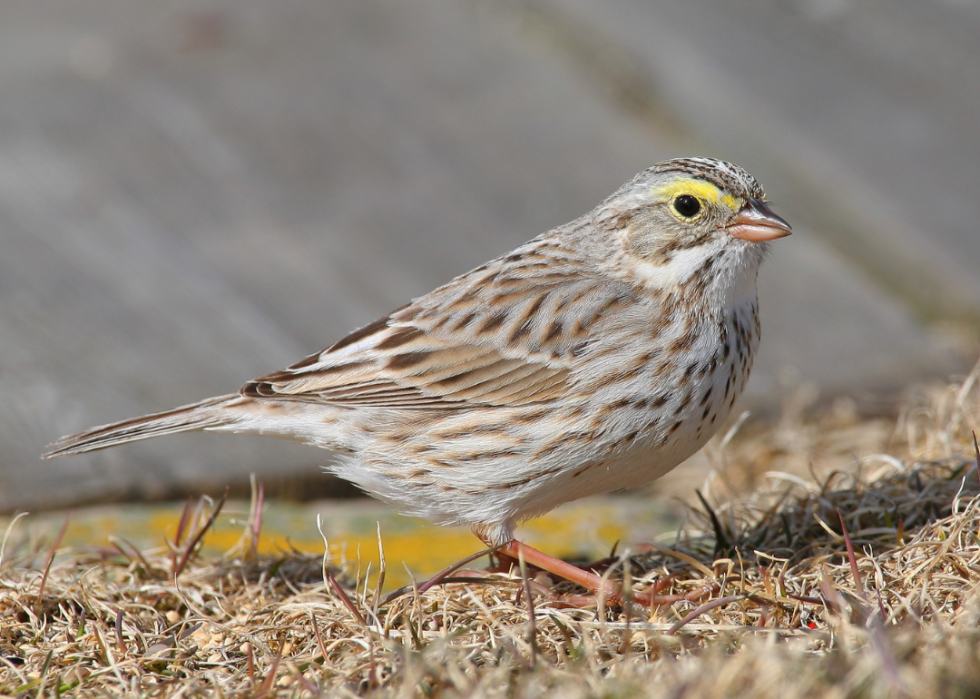 A Savannah sparrow standing in dead grass.