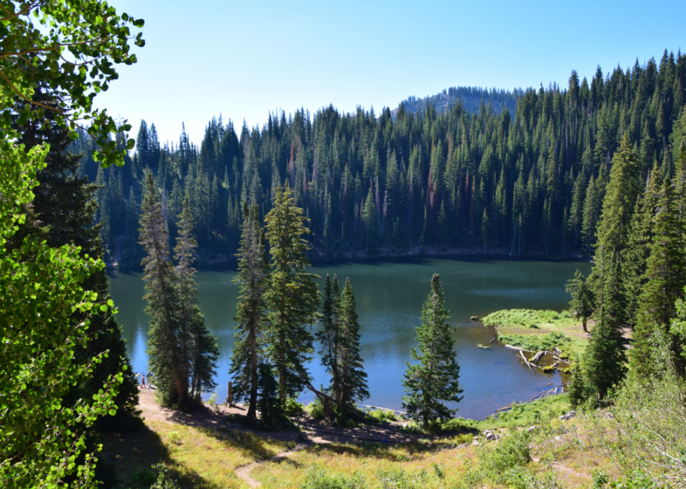 Lake and trees on sunny day.