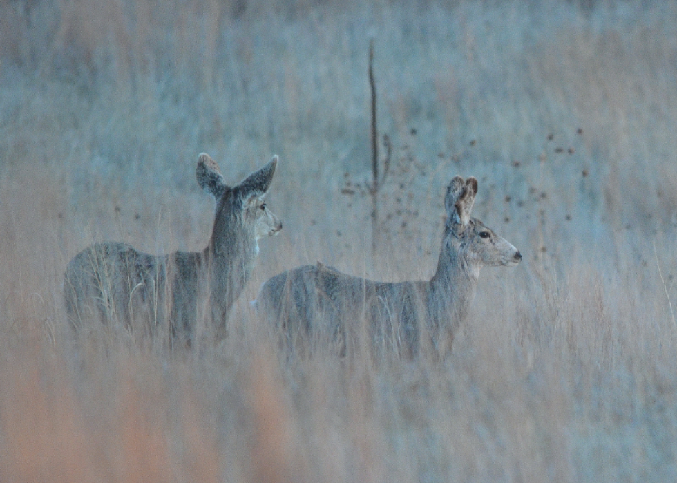 Two deer standing in a field.