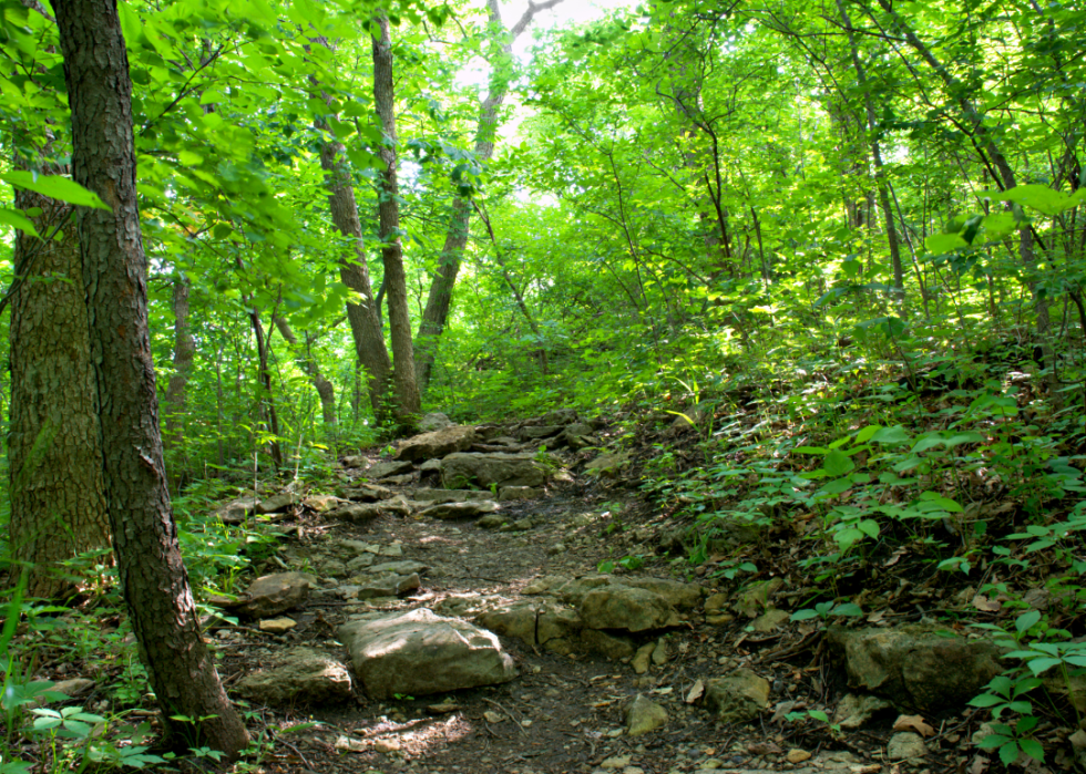 Walking path in a forest.